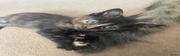 Mixed Breed cats for sale: Gorgeous kittens for sale  - Advert 3
