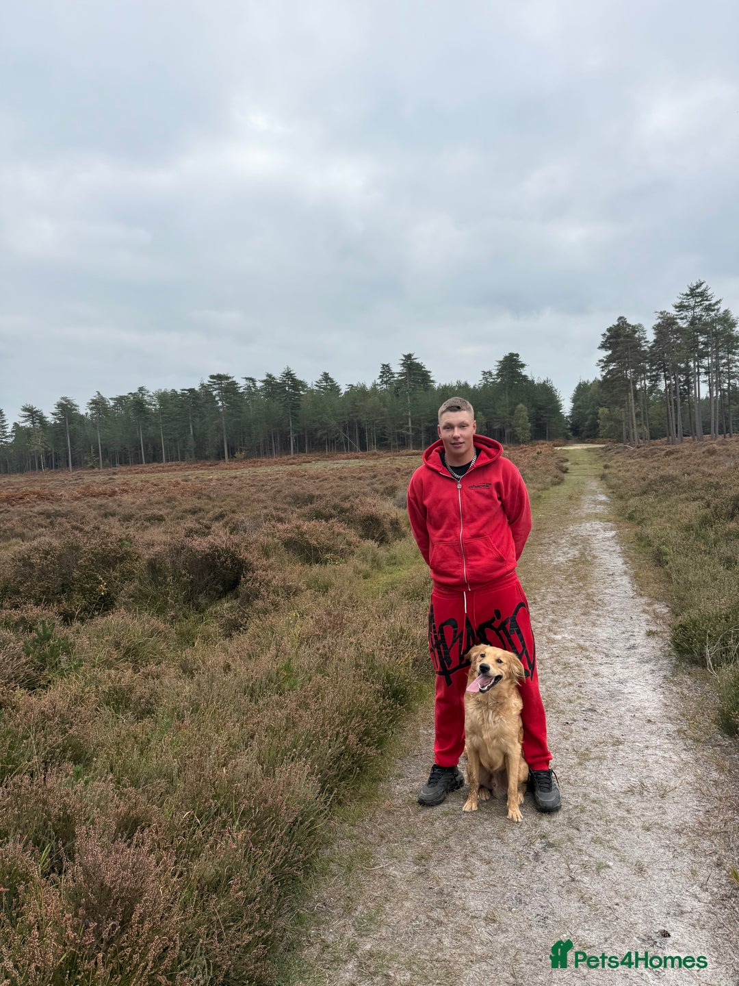 Goldador dogs for stud: Gorgeous working Goldador for stud - Advert 4