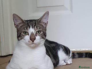 Mixed Breed cats Kittens (American shorthair) in Rainham - Advert 18