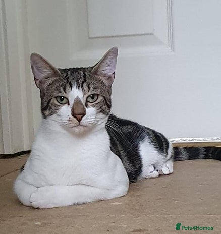 Mixed Breed cats in Rainham - Advert 10