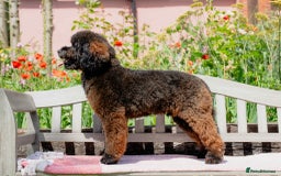 Cockapoo dogs for sale: Outstanding Cockapoos Puppies. 4 boys💙 2 girls 💗 - Image 38