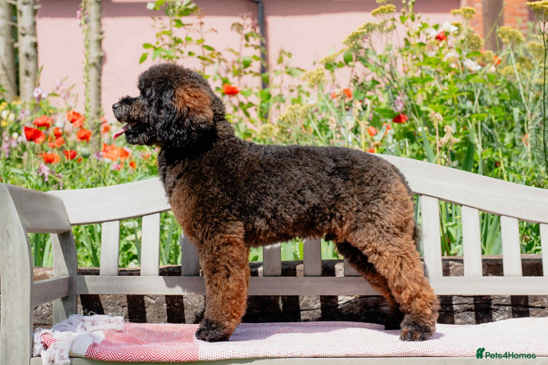Cockapoo dogs for sale: Outstanding Cockapoos Puppies. 4 boys💙 2 girls 💗 - Image 38
