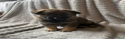 German Shepherd dogs for sale: German Shepherd Puppies - Advert 13