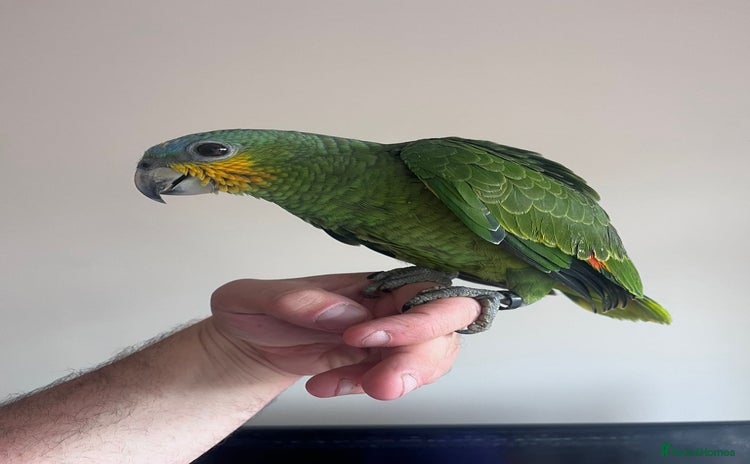 Parrots birds - Advert 9