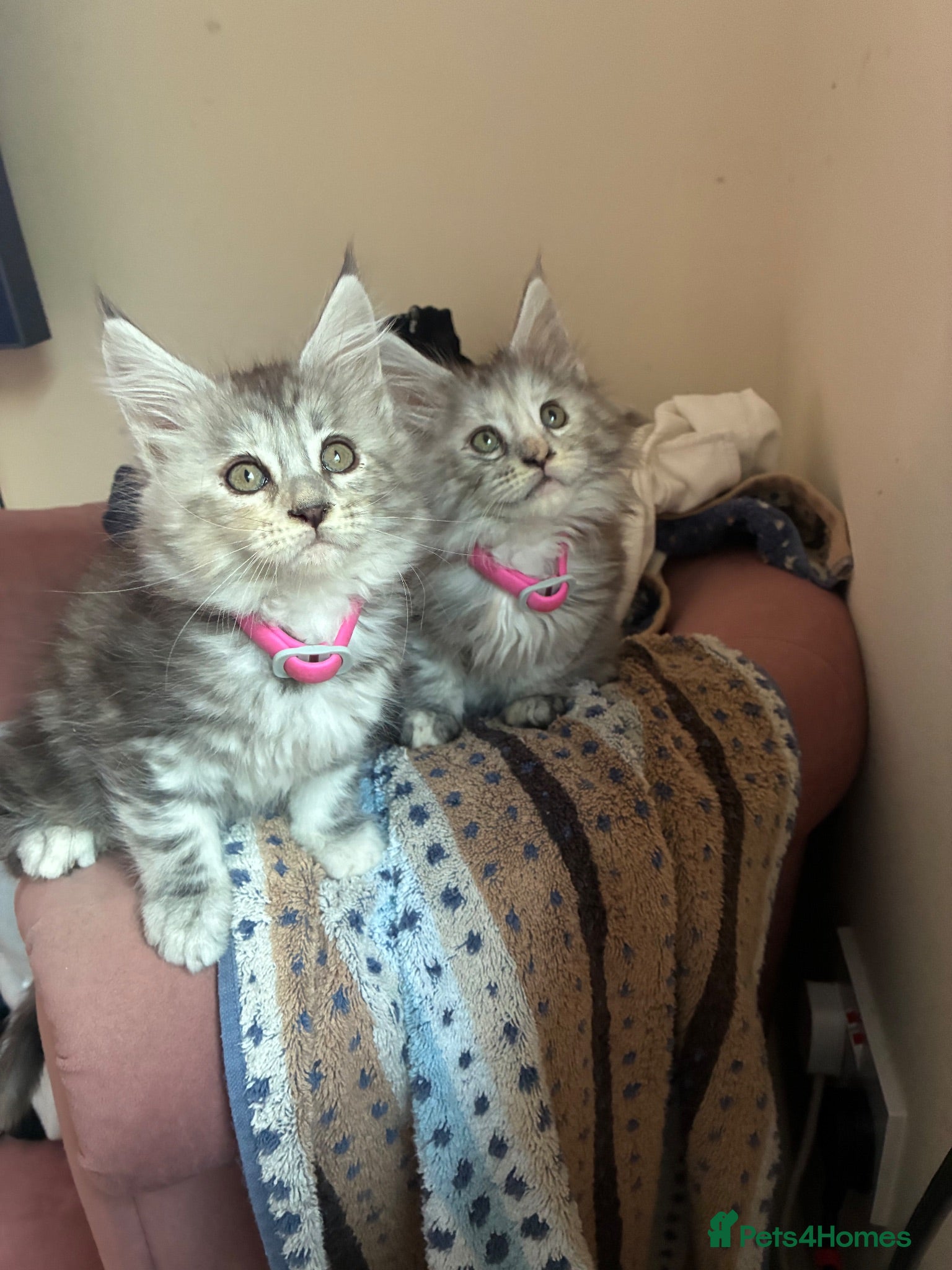 Maine Coon cats Maine coon kittens  - Advert 13