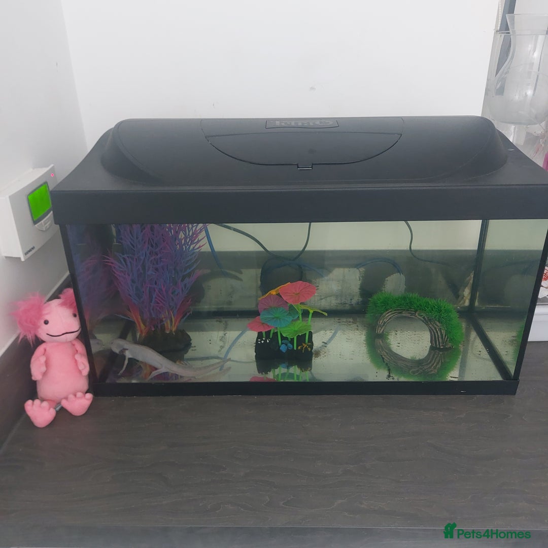 Other/Mixed Breed fish for sale: Axolloti - Advert 4
