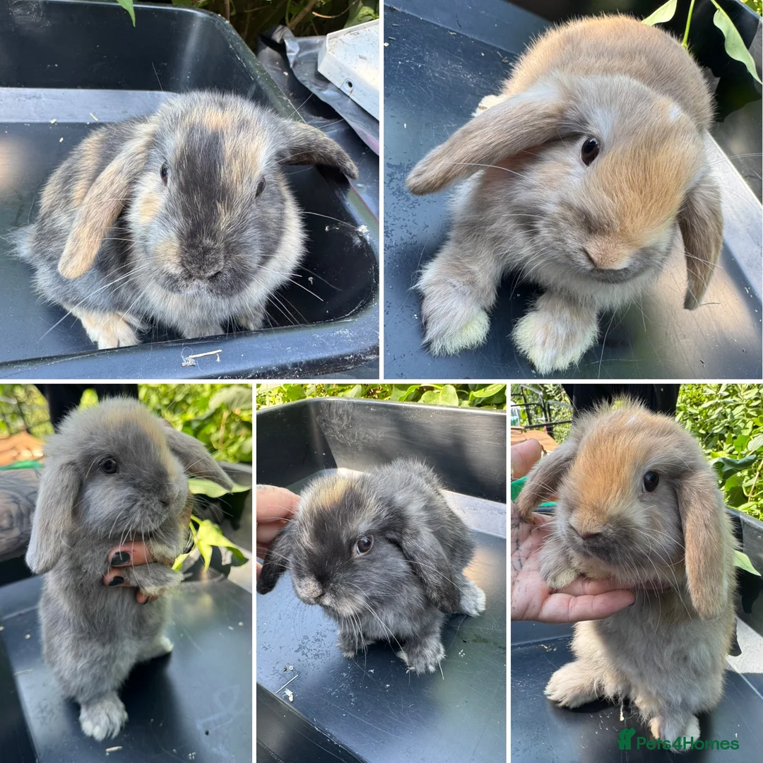 Mini Lop rabbits for sale: Beautiful mini lops ready for their homes - Advert 1