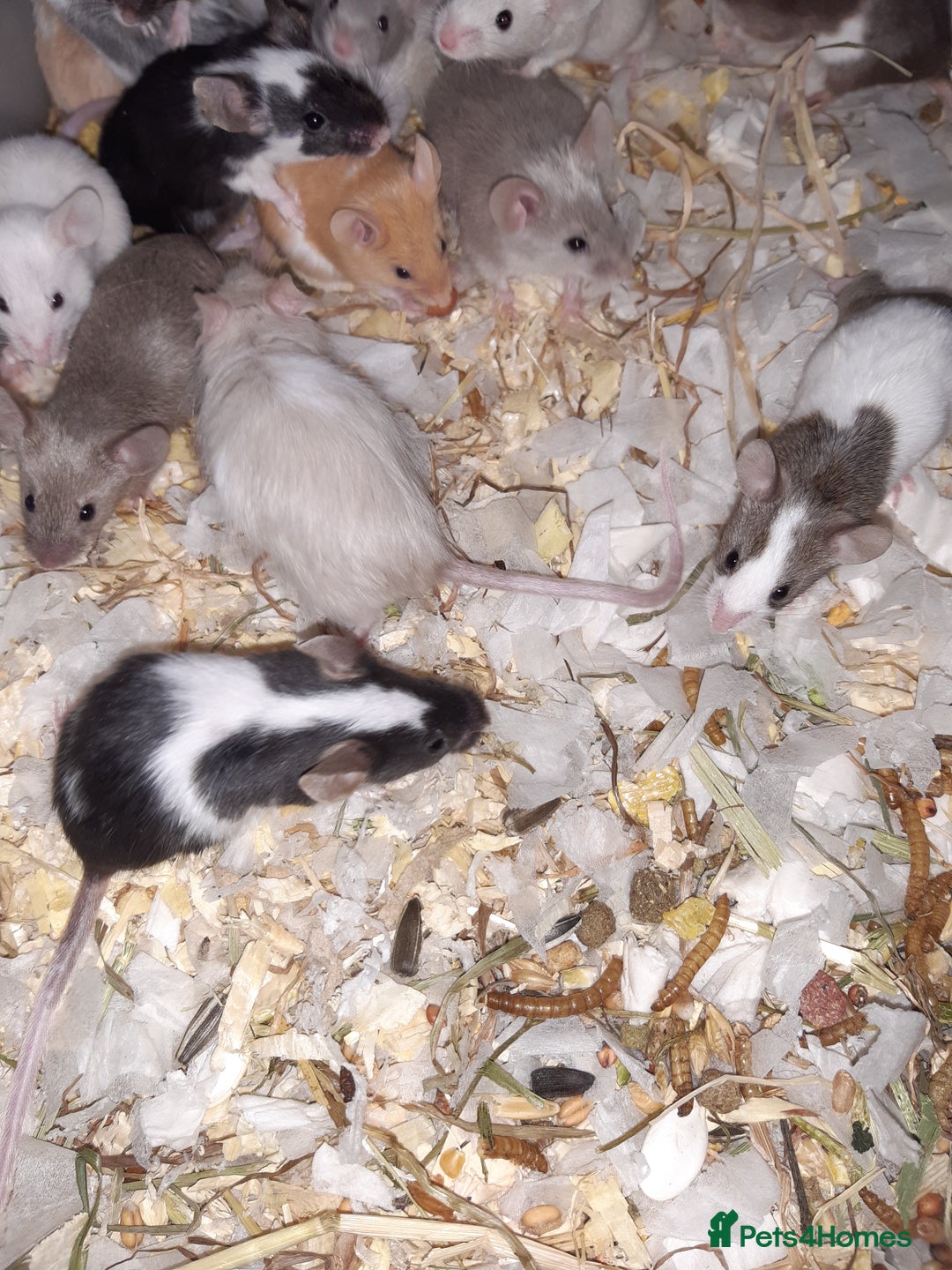 Mouse rodents for sale: Baby female fancy mice ready now - Advert 7