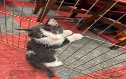 Mixed Breed cats for sale: 5 beautiful kittens ready for new homes - Image 7