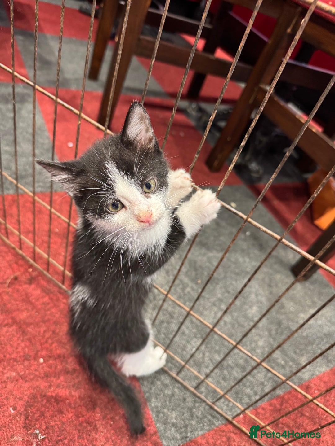 Mixed Breed cats for sale: 5 beautiful kittens ready for new homes - Image 7