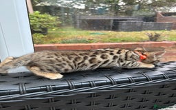 Bengal cats for sale: ❤️ PURE BENGAL KITTENS FOR RESERVATION! ❤️ in Birmingham - Image 25