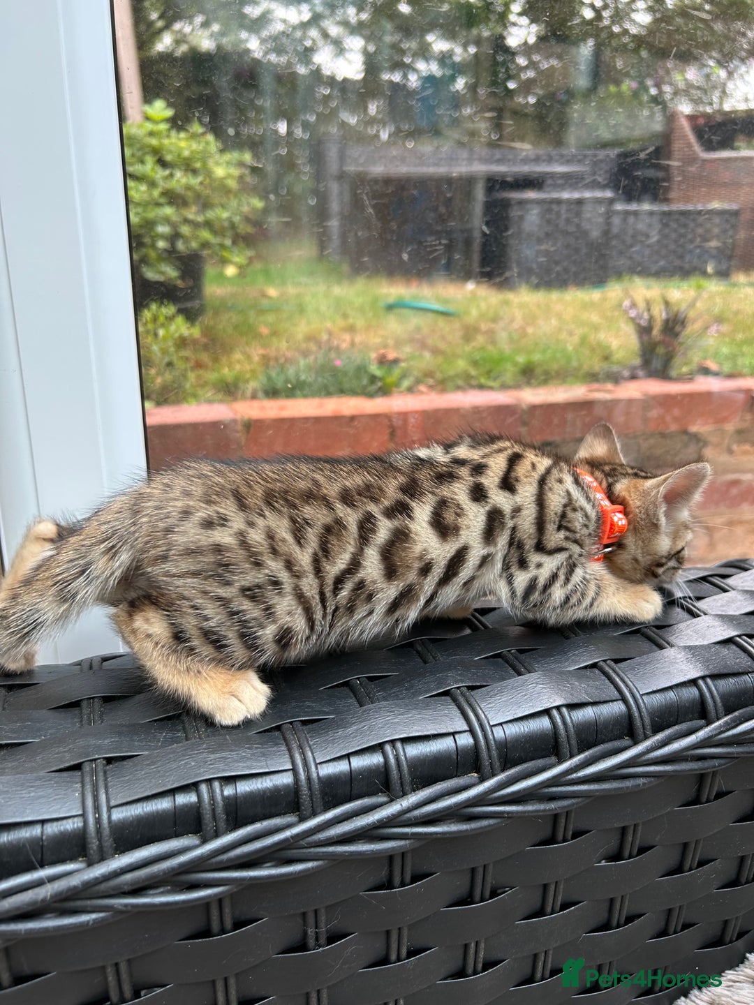 Bengal cats for sale: ❤️ PURE BENGAL KITTENS FOR RESERVATION! ❤️ in Birmingham - Image 25