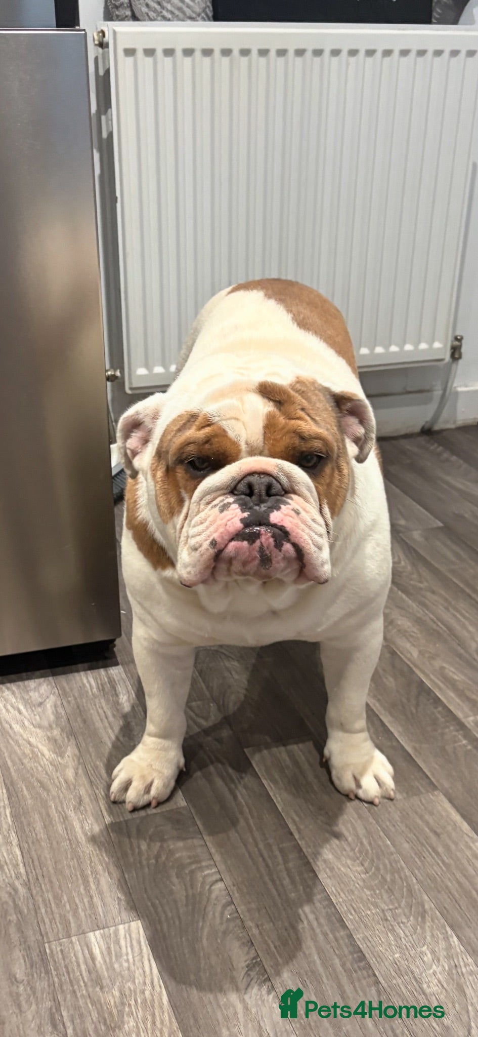 English Bulldog dogs KC English Bulldog Stud - Advert 1