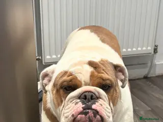 English Bulldog dogs KC English Bulldog Stud - Advert 1