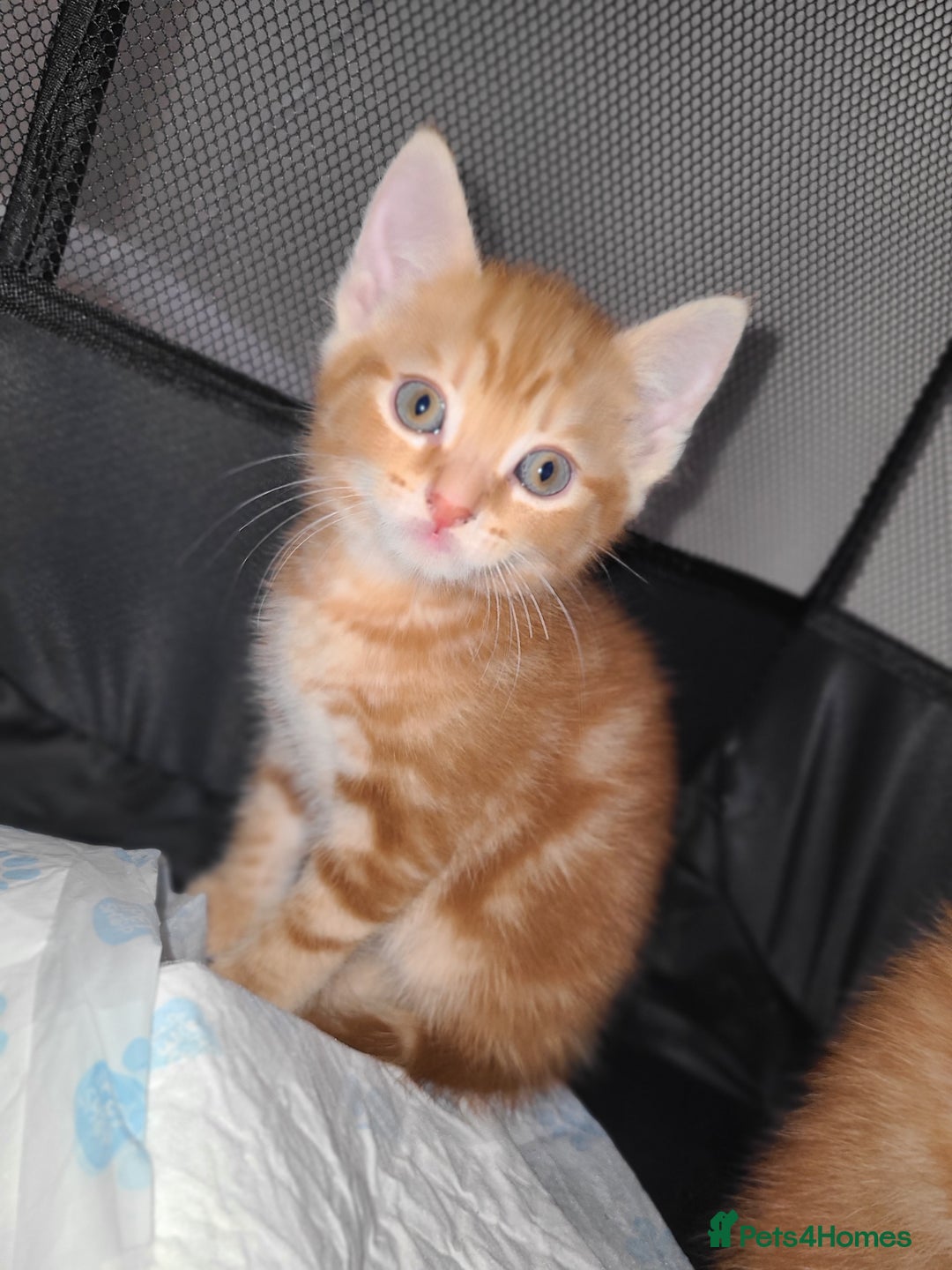 Mixed Breed cats for sale: Kittens ready now  - Image 1