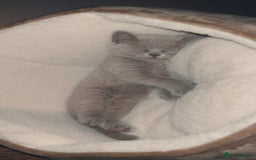 British Shorthair cats for sale: lilac british shorthair kitten - Image 2