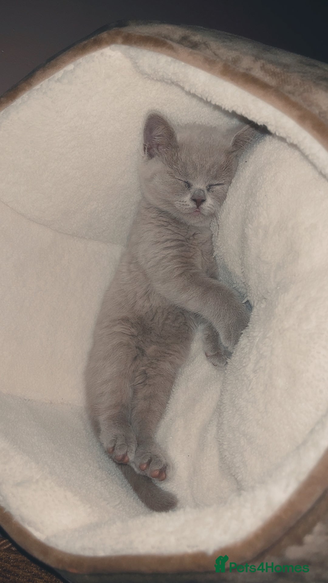 British Shorthair cats for sale: lilac british shorthair kitten - Image 2