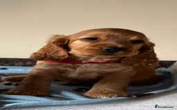 Cocker Spaniel dogs for sale: Golden show type cocker spaniel puppies  - Image 11