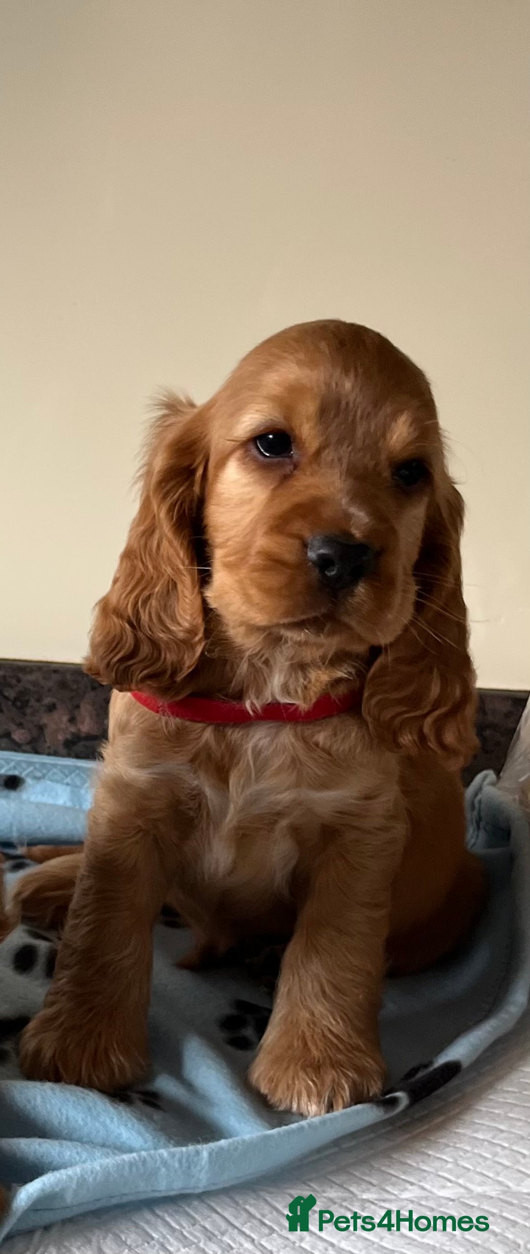 Cocker Spaniel dogs for sale: Golden show type cocker spaniel puppies  - Image 11