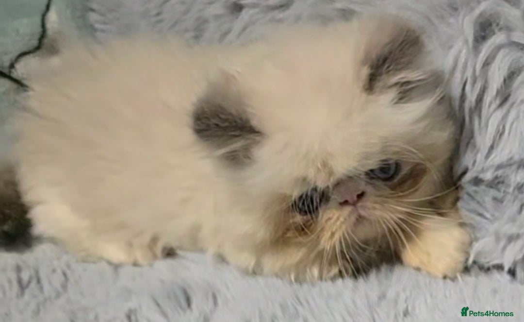 Persian cats for stud: GCCF REGISTERED PERSIAN STUD CHAMPION LINES PROVEN in London - Advert 7