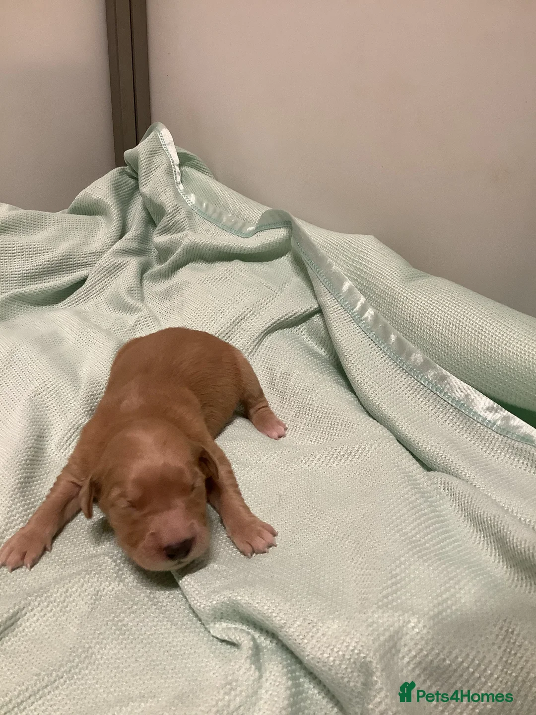 Golden Retriever dogs for sale: Gorgeous dark kc golden retriever pups - Advert 8