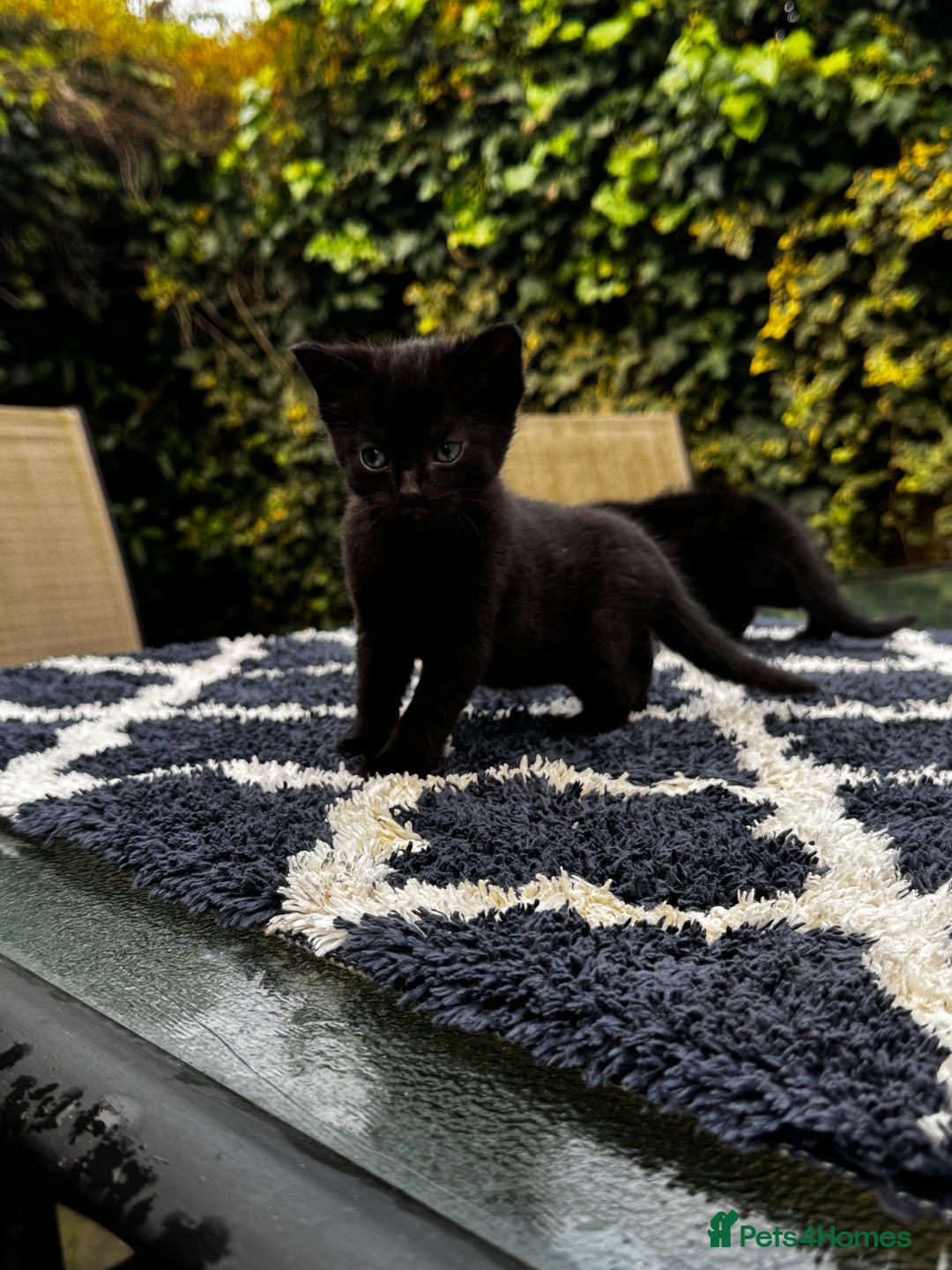 Bombay cats for sale: Bombay Cat - Advert 4