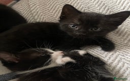 Mixed Breed cats for sale: 3 kittens left   - Advert 1
