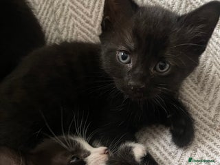 Mixed Breed cats 3 kittens left - Advert 8