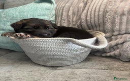 German Shepherd dogs for sale: Only 1 boy left Kc German Shepherd Puppies in Canvey Island - Image 21
