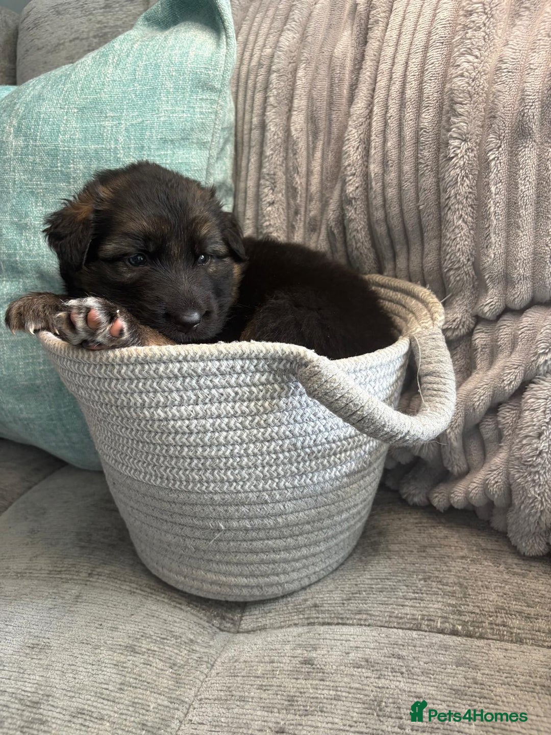 German Shepherd dogs for sale: Only 1 boy left Kc German Shepherd Puppies in Canvey Island - Image 21