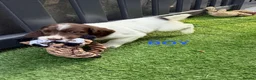 English Springer Spaniel dogs for sale: Cheeky Springer Spaniel Pups  in Wrexham - Advert 4