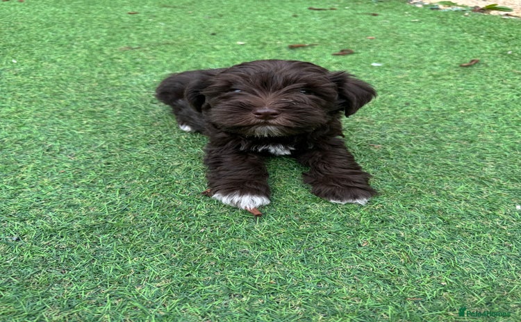 Miniature Schnauzer dogs - Advert 2
