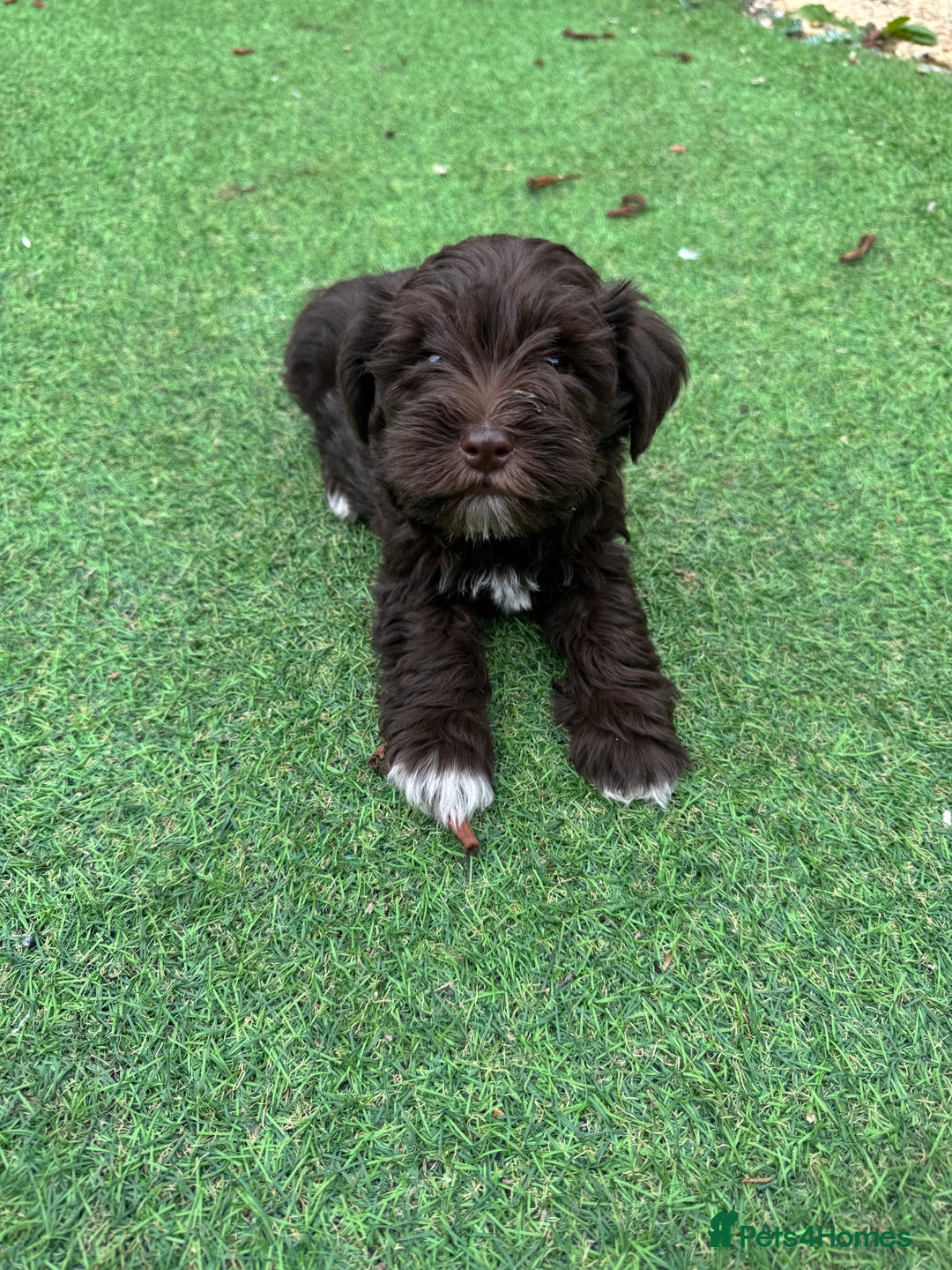 Miniature Schnauzer dogs for sale: Amazing Litter of chocolate schnauzers - Image 1