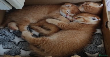 Scottish Fold cats - Advert 14