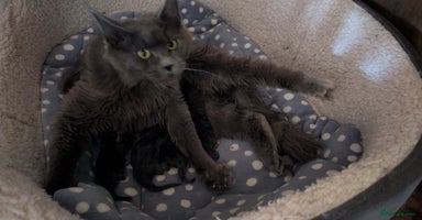 Maine Coon cats - Advert 3