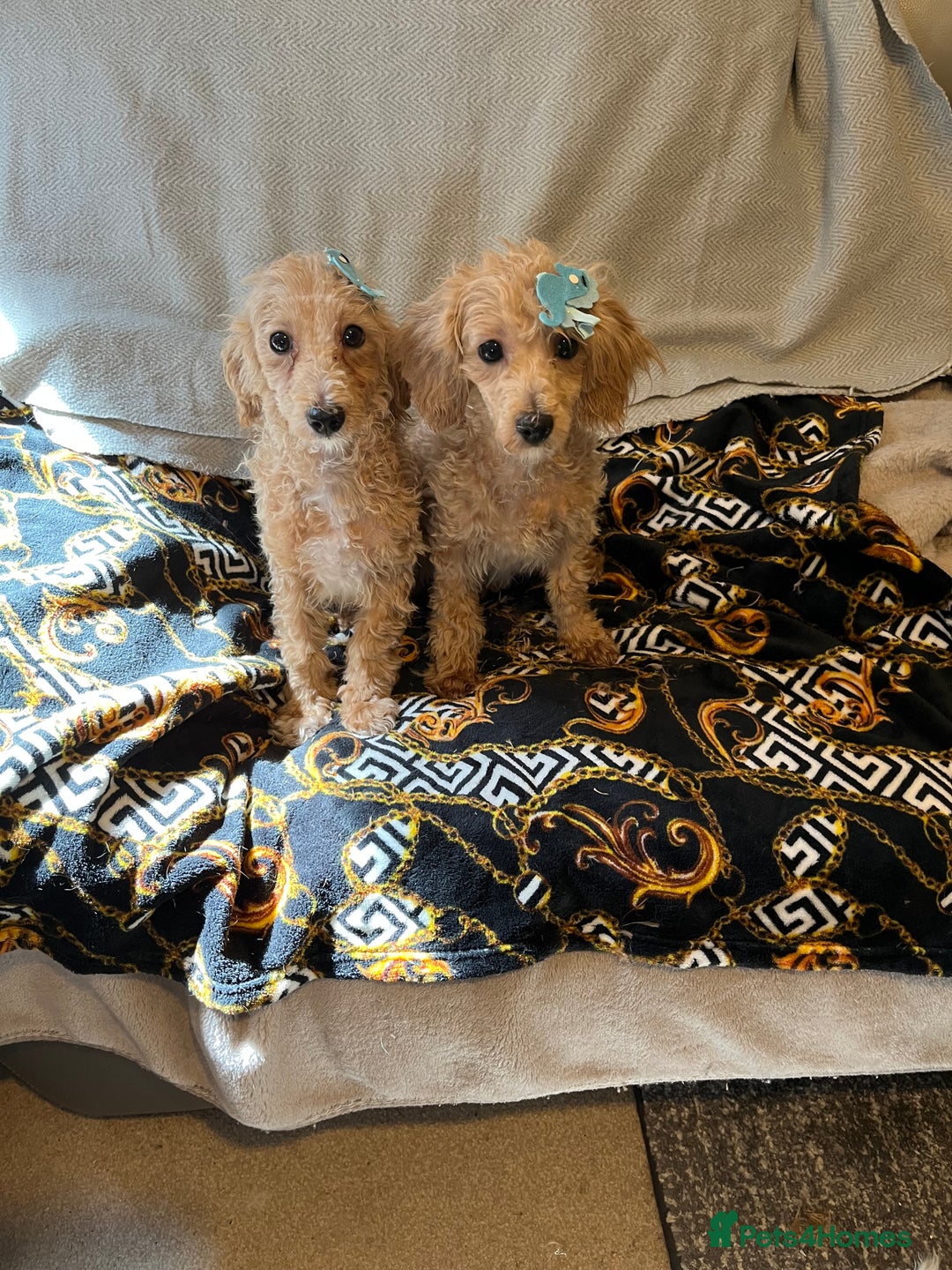 Maltipoo dogs for sale: BEAUTIFUL MALE MALTIPOOS READY NOW  in Kettering - Image 3
