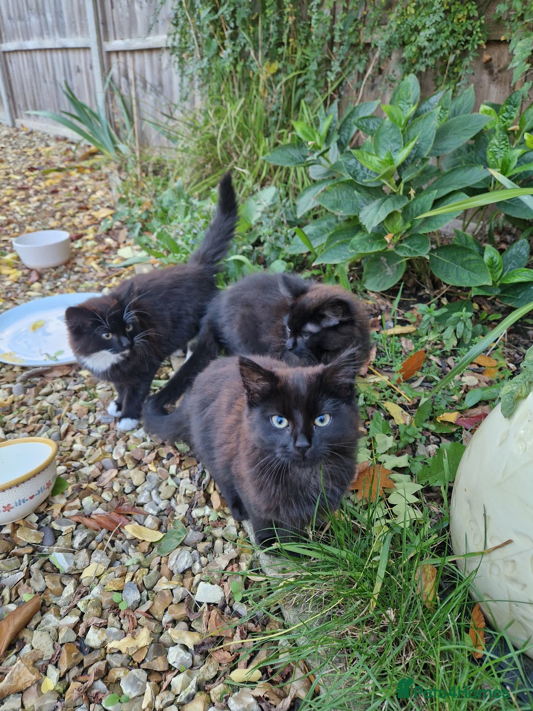 British Longhair cats for sale: Kittens Looking for Loving Homes 🐾 30£ - Image 4