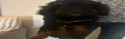 Cockapoo dogs for sale: Beautiful 11 Week Old Cockapoo Puppies Ready - Advert 13