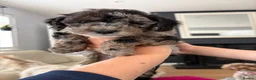Cavapoo dogs for sale: Cavapoo toy blue Merle male - Advert 5