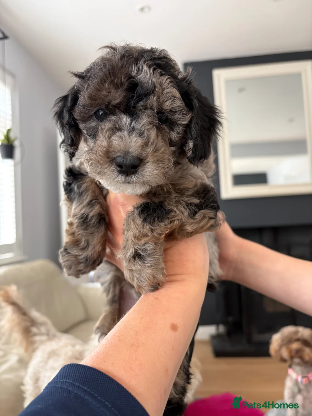 Cavapoo dogs for sale: Cavapoo toy blue Merle male - Advert 5