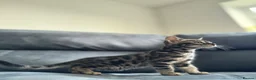 Bengal cats for sale: Bengal Kitten For Sale (Ready to go - Last One) - Advert 13