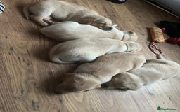 Labrador Retriever dogs for sale: Labrador puppies (only boys left) - Image 2