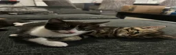Mixed Breed cats for sale: Four boy kitten - Advert 18