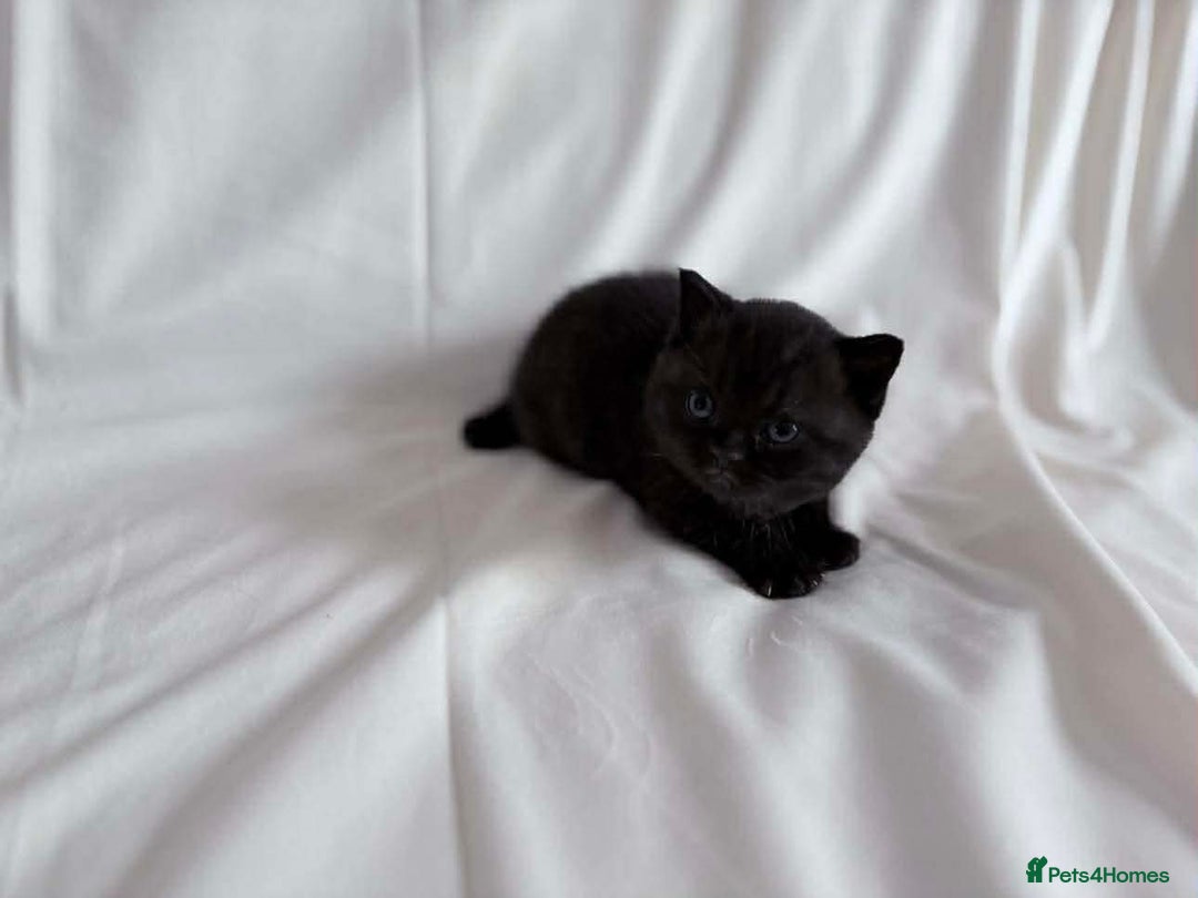 British Shorthair cats for sale: Outstanding British Shorthair Kittens - Advert 5