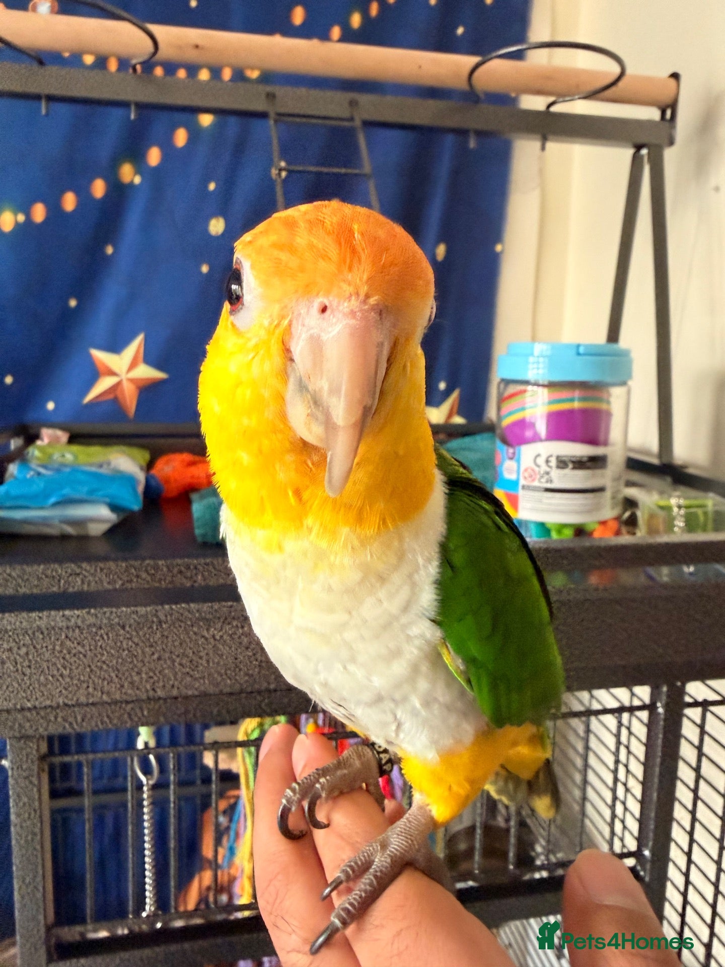 Parrots birds for sale: Yellow-Sided Caique – Cage, Toys & Food Included - Advert 1