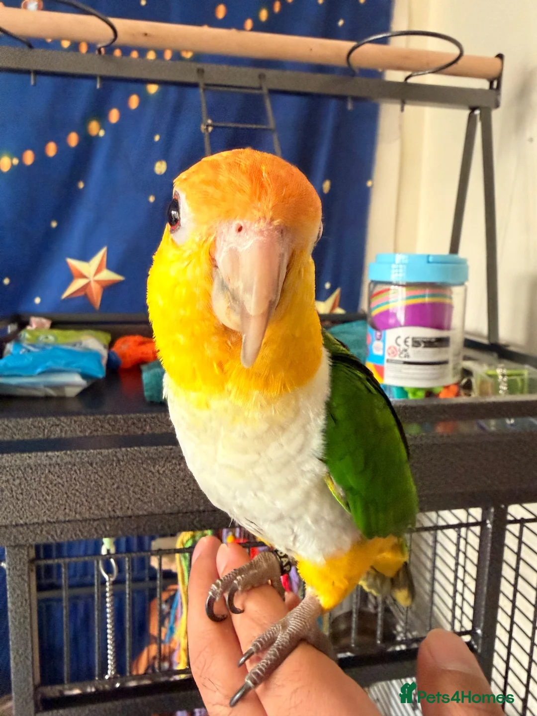 Parrots birds for sale: Yellow-Sided Caique – Cage, Toys & Food Included in Middlesbrough - Advert 1