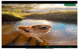 Golden Retriever dogs for sale: Golden Retriever Puppies for Sale - Image 12
