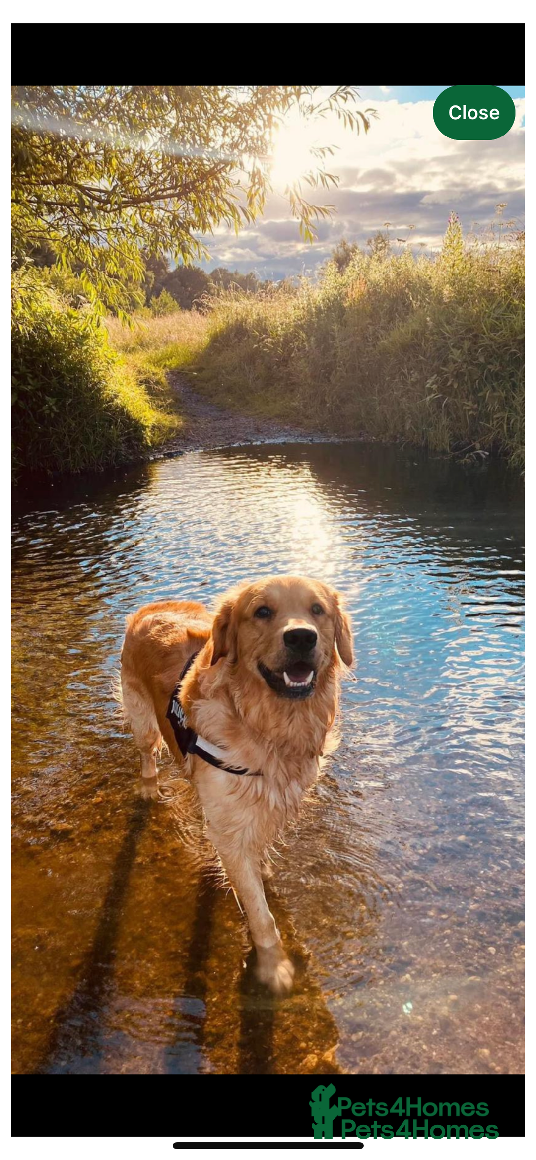 Golden Retriever dogs for sale: Golden Retriever Puppies for Sale - Image 12