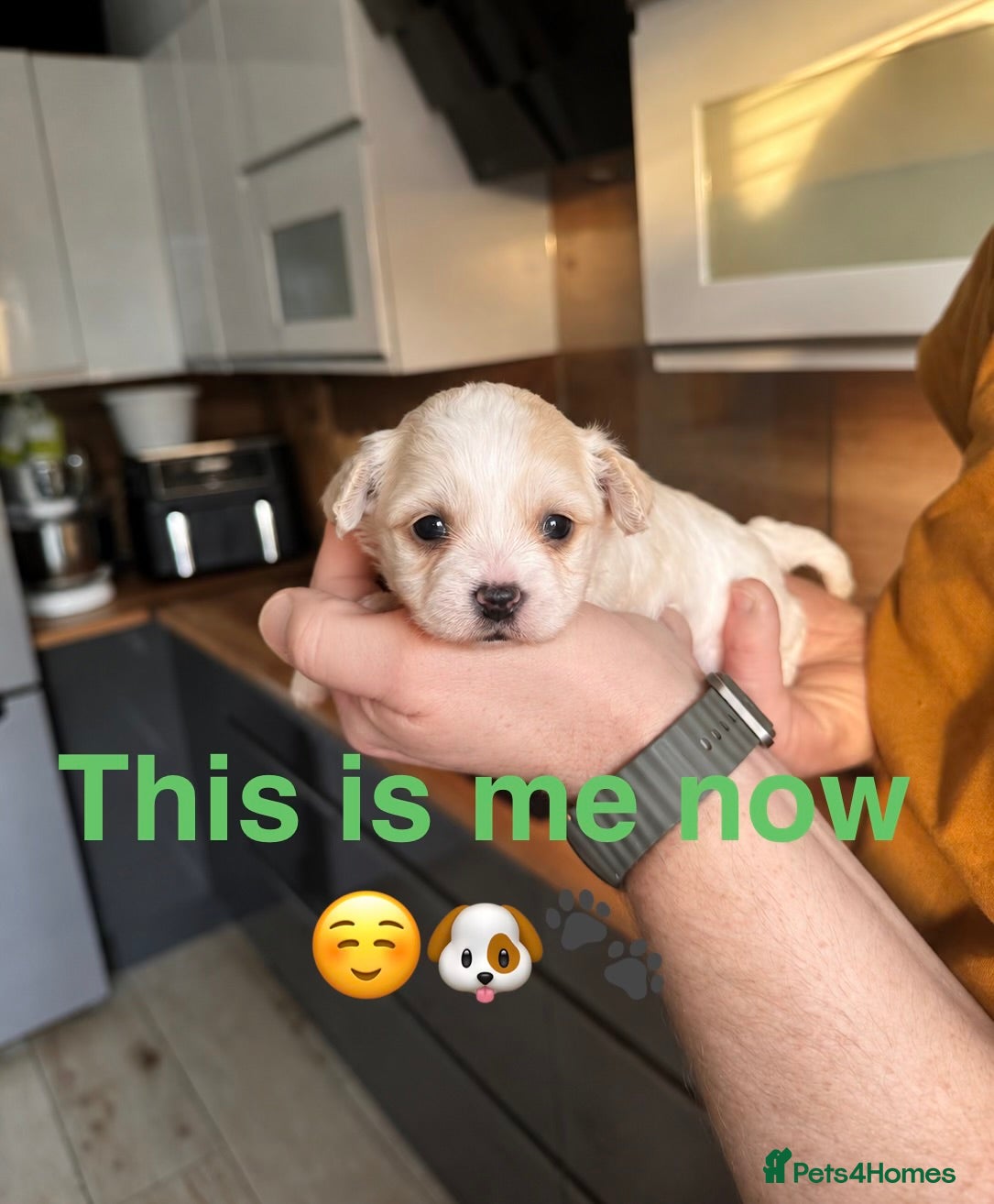 Maltipoo dogs Beautiful Maltipoo Puppies –Nela’s Final Litter 🐾 - Advert 7