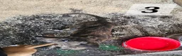 Lurcher dogs for sale: Lurcher Pups Ready To Leave Now - Advert 12